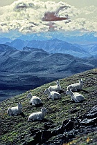 Dall Sheep on Primrose Ridge
